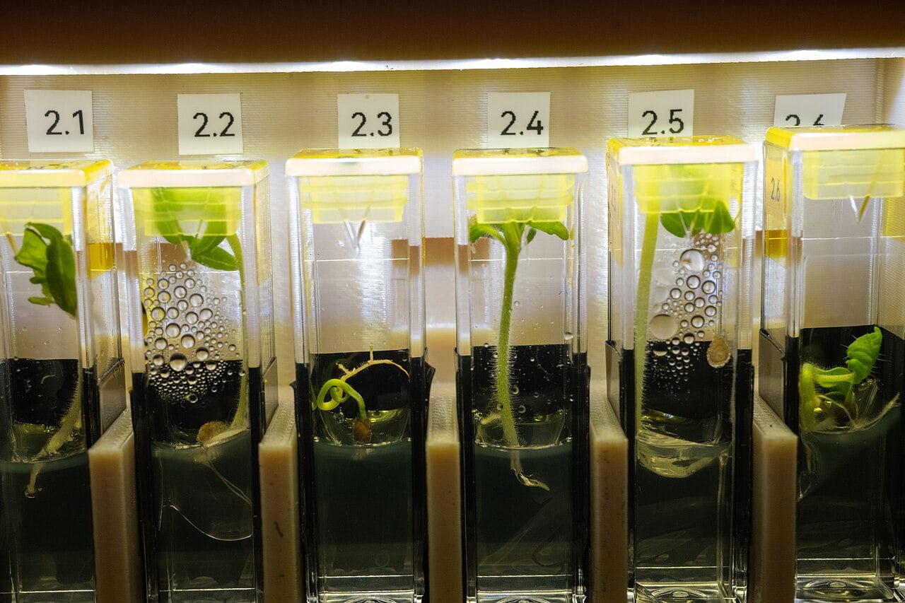 FSC发布GMO定义解释：现代基因编辑纳入范围，认证经营先核对标准版本与材料记录 配图 2