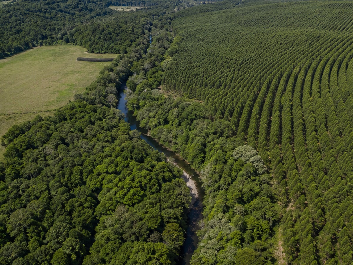 全球森林约41.4亿公顷：FAO评估显示净损失放缓，经营与保护仍需分开观察 配图 2